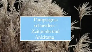 🏡  Pampasgras schneiden – Zeitpunkt und Anleitung