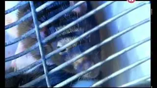 Межполушарная асимметрия головного мозга