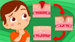 Learn How Skin Heals! | Human Body Songs For Kids | KLT Anatomy