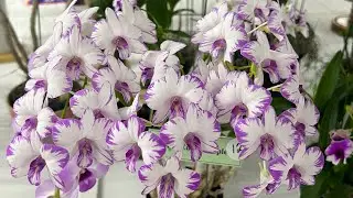 Orchid Show April 2023 Australia