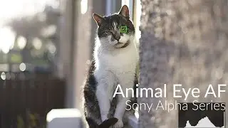 Sony Alpha Series - Animal Eye AF (How to!)