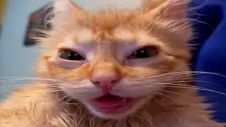 FUNNY CATS MEMES COMPILATION V38