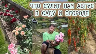 ПОГОДА-НЕПОГОДА, ну что это такое… Как защитить растения от непогоды и болезней.