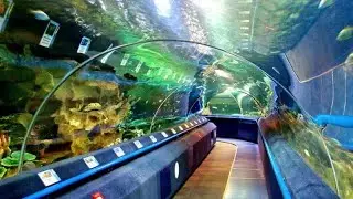 YOU MUST SEE THIS! On-line Aquarium 