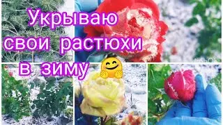 ВОТ И ЗИМА К НАМ ПРИШЛА 😔 УКРЫВАЮ СВОИ РАСТЮХИ В ЗИМУ 🌺