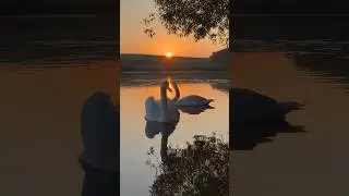 Лебеди встречают рассвет. #лебедь #swans #милоевидео #birds #duck #swanlife #рассвет #утром #swan