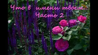 История возникновения имен роз моего сада.   Часть 2.