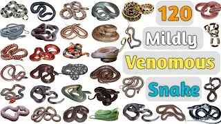 Snakes Vocabulary ll 120 Mildly Venomous Snakes Name In English With Pictures ll List of Snakes