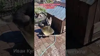 Зачем она взяла шланг?😆 Иван Купала отметили как полагается! 👍🏻 щенок Ксюша ищет дом в Новосибирске