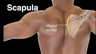 Scapula