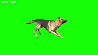 FREE DOG GREEN SCREEN /Green Screen Köpek /Köpek Koşan /dog green screen  /dog green screen effect