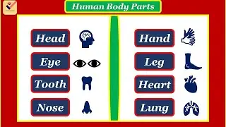 Human Body Parts : 75+ Human Body Parts Name in English | English  Vocabulary | Parts of Human Body