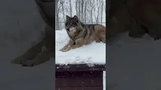 Якутский волк -Братиш🐺 встречает первый снег ❄️