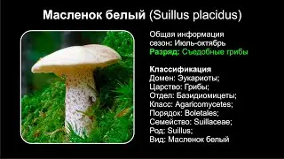 Масленок белый (Suillus placidus)