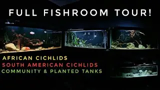 ALL MY AQUARIUMS | Full Fishroom Tour & Hundreds of Fish!