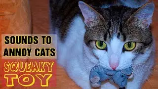 SOUNDS TO ANNOY CATS |Squeaky Toy Sound Effect| HD