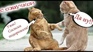 Приколы с котами! Самая смешная озвучка животных 2022! Угар до слёз!