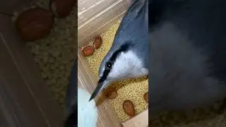 Поползень Охотится 