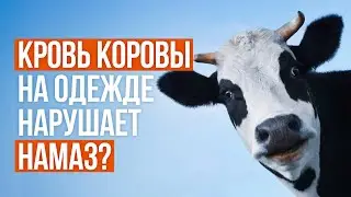 Кровь коровы на одежде нарушает намаз?