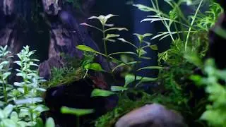 20cm Nano Cube Shrimp Tank