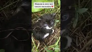 Бросили Котенка