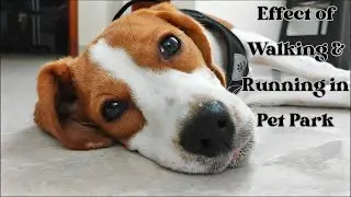 Effect of Walking & Running in Pet Park - Beagle Puppy Video #beagle #puppy #beaglepuppy #puppylife