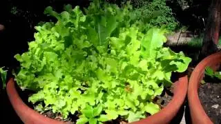 How to Vegetable Garden-- IN POTS!