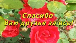 С Международным днём друзей! Музыкальное видео для друзей