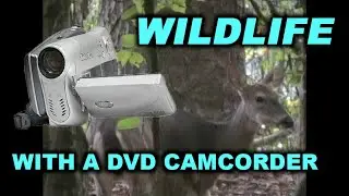 Wildlife Footage with a DVD Camcorder (Canon DC100)