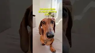 CUÁL elijo?😍 Qué complicado! #perrosalchicha #teckel #dachshund #perros #humor #mascotas #doglover