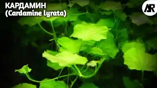 Кардамин | Сердечник Японский | Сердечник Лировидный | (Cardamine lyrata).