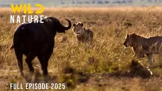 VICTORIA FALLS | Predators and Prey in the Land of the Great Cascade | Animal documentary
