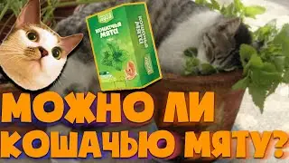 Можно ли котам и кошкам кошачью мяту? | Как кошачья мята действует на котов | Интересные факты