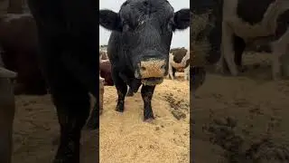 Бычкам нравится