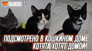 Подсмотрено в кошкином доме | Котята хотят домой!