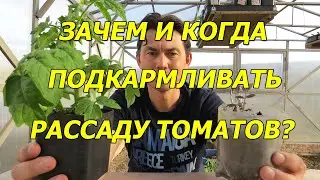 ЗАЧЕМ И КОГДА ПОДКАРМЛИВАТЬ РАССАДУ ТОМАТОВ?