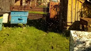 В ОТВОДКАХ плохой облёт МАТОК!!! Иногда и это на пасеке сыграет злую шутку с пчеловодом!