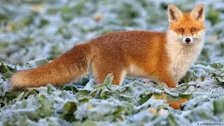 Охота на лисицу с мелкашкой. Регулирование хищника / Fox hunting with 22LR. Predator regulation.