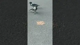 греча