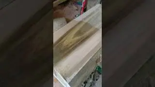 Inside a Beautiful Poplar log