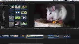 Final Cut Pro X 10.3 - Магнитность таймлинии