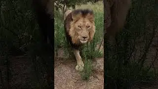 Lion Greets and ROARS! 