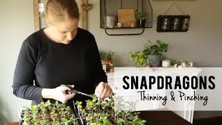 Thinning and Pinching Snapdragons for my Cut Flower Garden