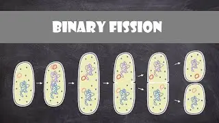 Binary Fission | Cell Biology