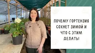 ГОРТЕНЗИЯ СОХНЕТ ЗИМОЙ? Я ЗНАЮ ЧТО С ЭТИМ ДЕЛАТЬ!