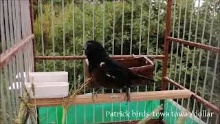 Patrick birds o canto melodioso curio