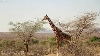Wild Africa Wildlife | Africa Photos