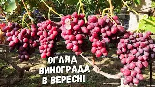 виноград в вересні