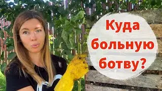 Можно ли ботву больных растений складывать в компост? Что делать с ботвой, зараженной фитофторой?