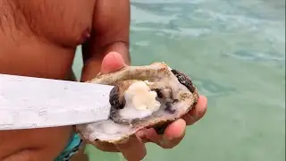 How to eat oysters absolutely free?